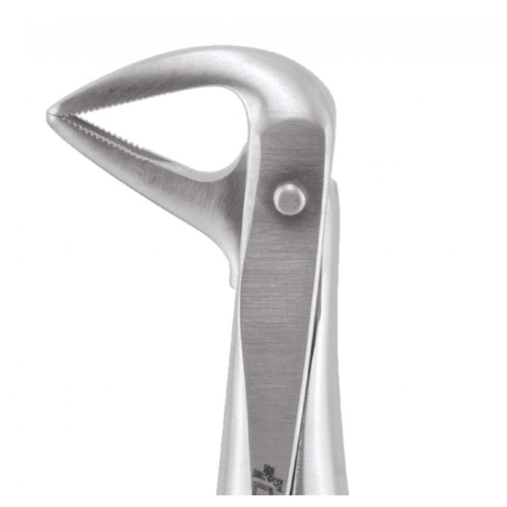 Buy Standard Extraction Forcep Lower Anterior And Roots Fx74s